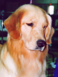 "Moxie"